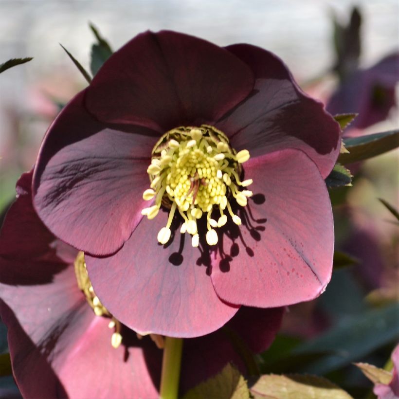 Hellébore orientale ViV Carlotta (Floraison)