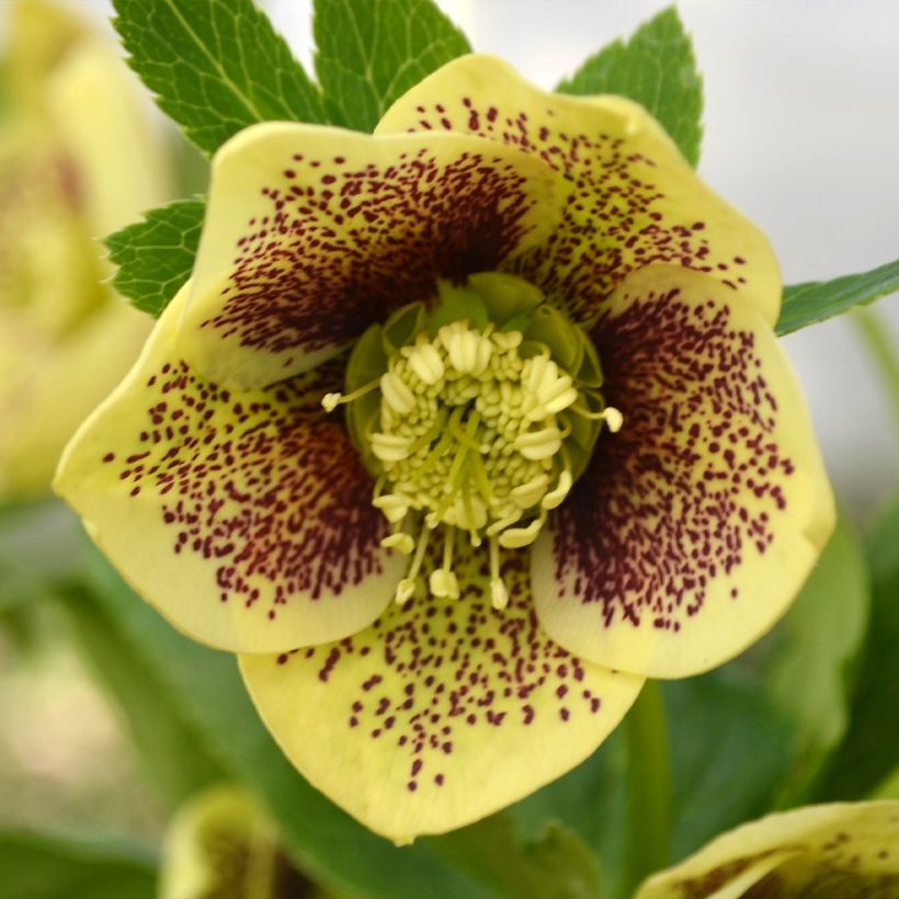 Hellébore orientale ViV Maeva (Floraison)