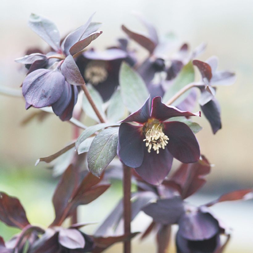 Hellébore orientale Black Chocolate (Floraison)