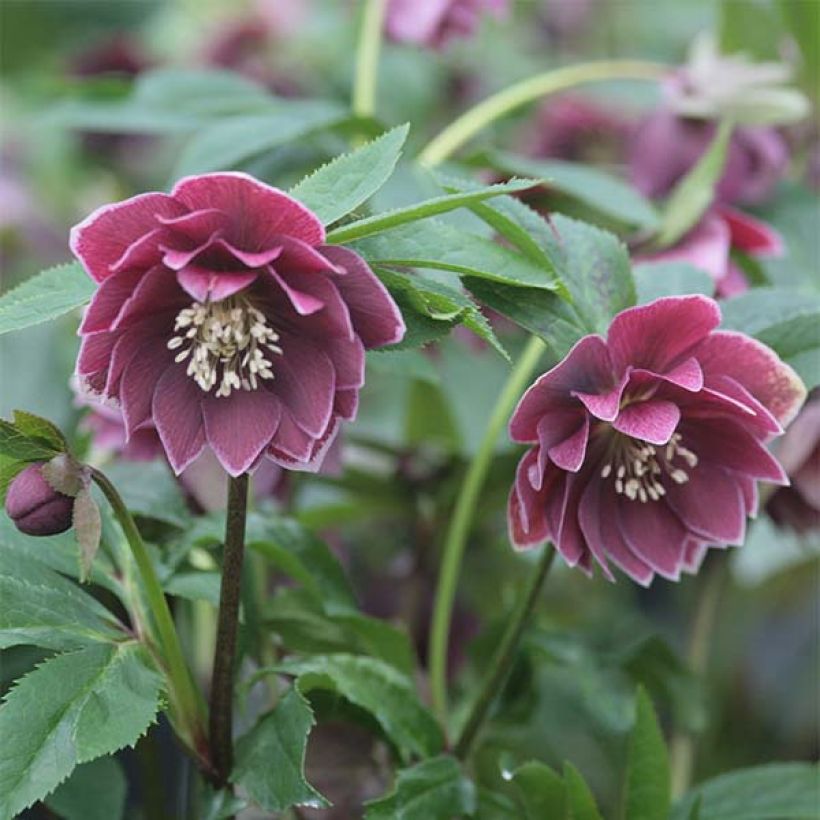 Hellébore orientale Double Aubergine liseré Blanc (Floraison)