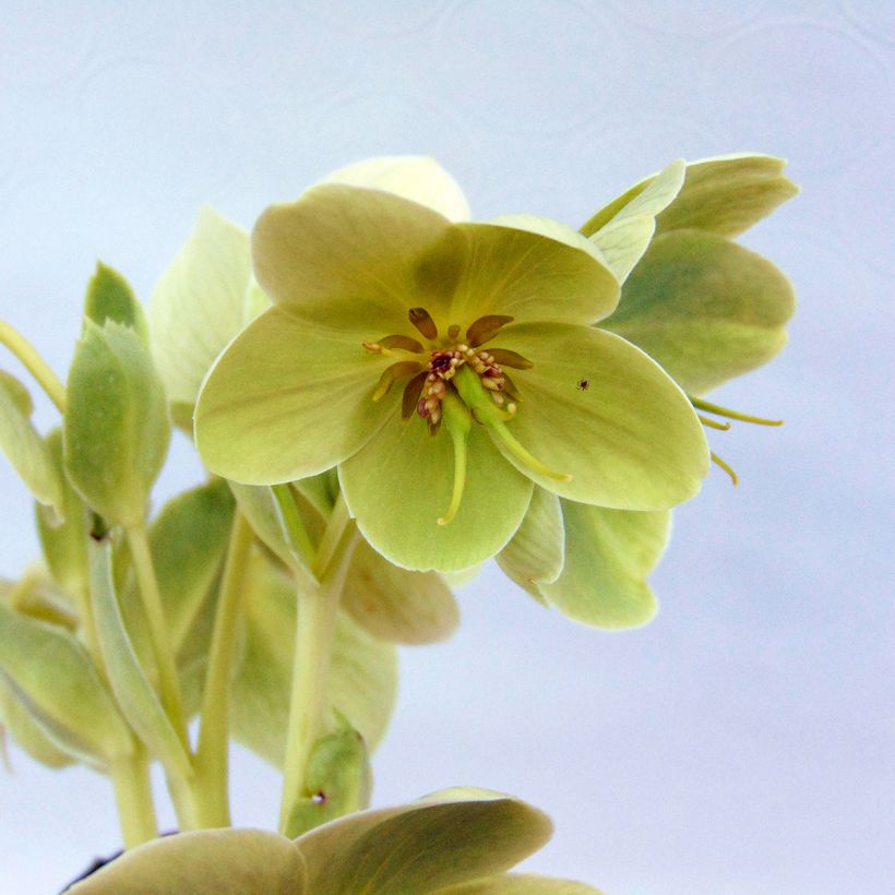 Hellébore de Corse - Helleborus argutifolius (Floraison)