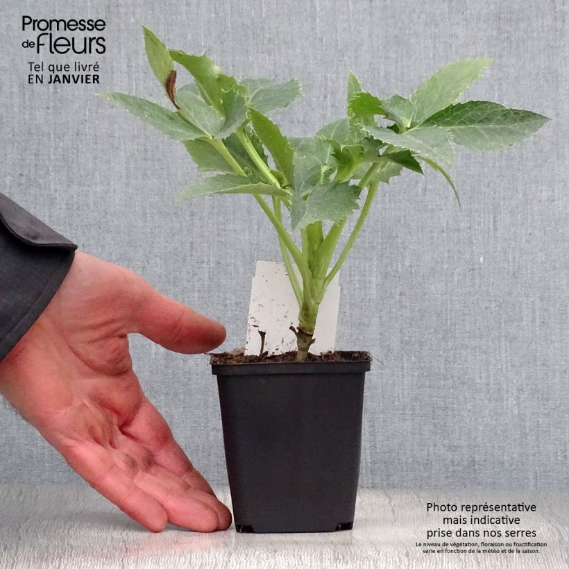 Spécimen de Hellébore de Corse - Helleborus argutifolius  Godet de 8/9 cm tel que livré en hiver