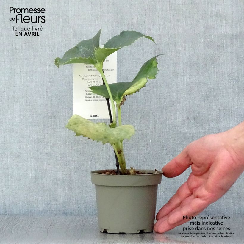 Spécimen de Hellébore de Corse - Helleborus argutifolius  Pot de 12 cm / 13 cm tel que livré au printemps