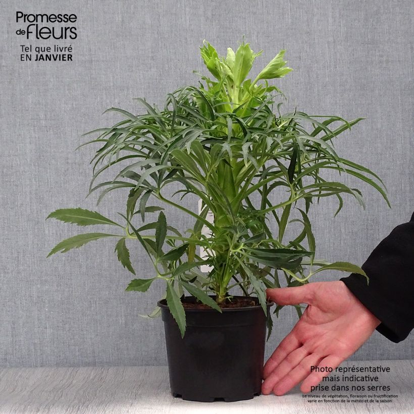 Spécimen de Hellébore foetidus Bowles Form Pot de 1L/1,5L tel que livré en hiver