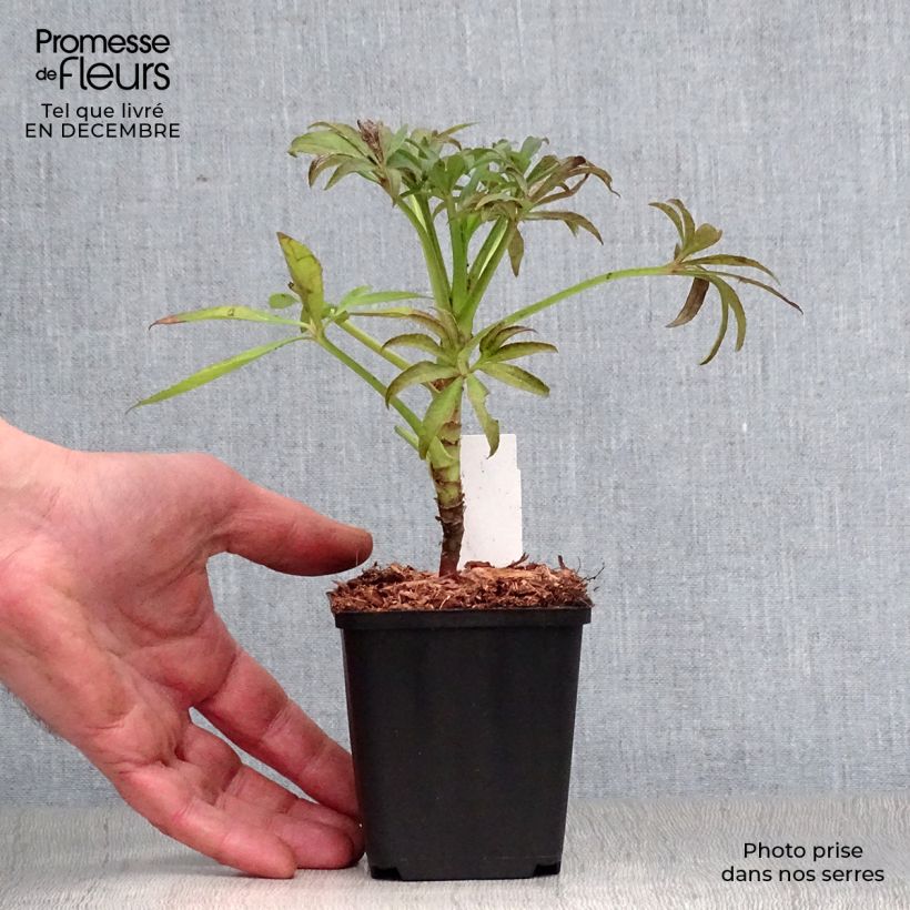 Spécimen de Hellébore foetidus - Hellébore fétide Godet de 8/9 cm tel que livré en hiver