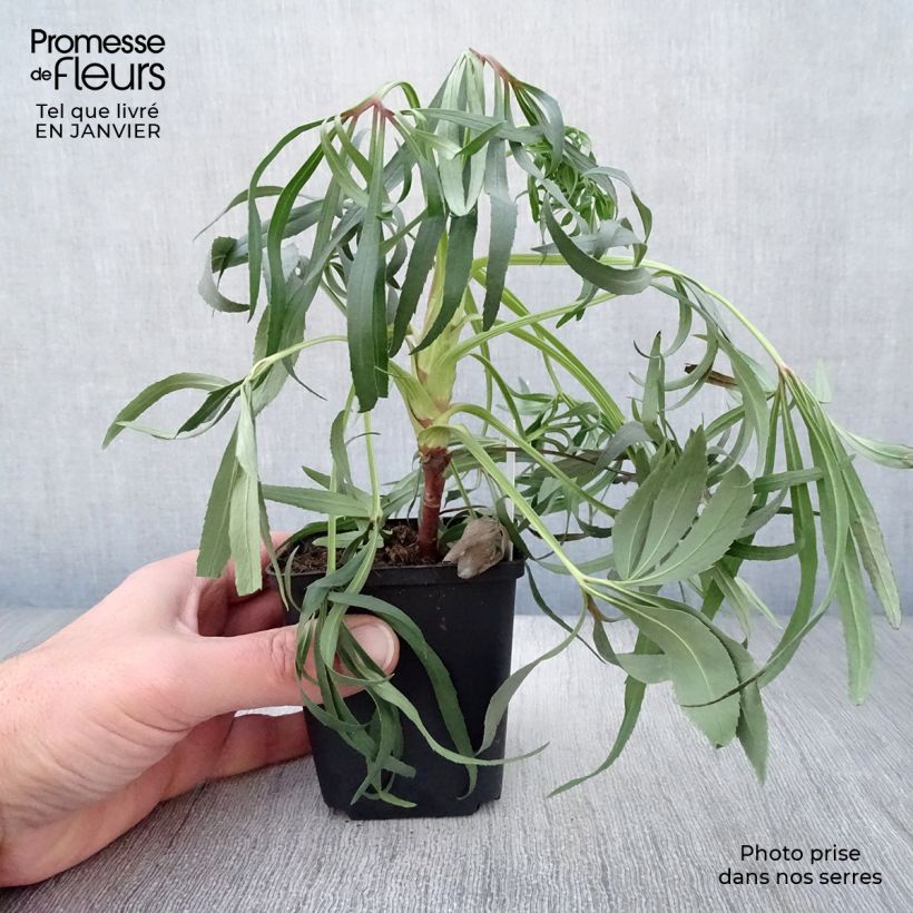 Spécimen de Hellébore foetidus Wester Flisk Godet de 8/9 cm tel que livré en hiver