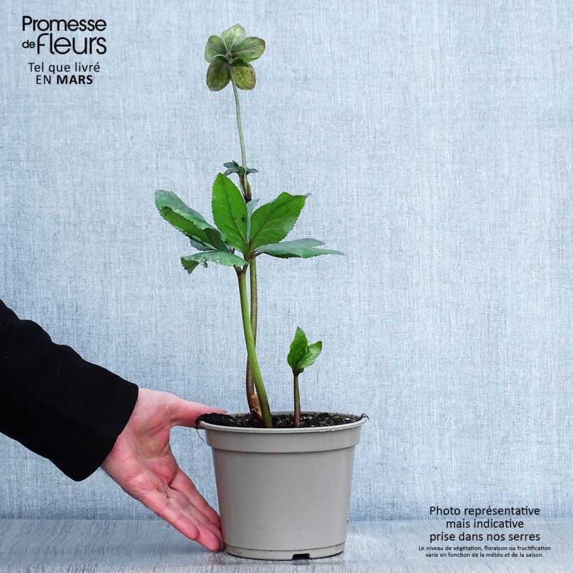 Spécimen de Hellébore lemperii Lenia Pot de 2L/3L tel que livré au printemps