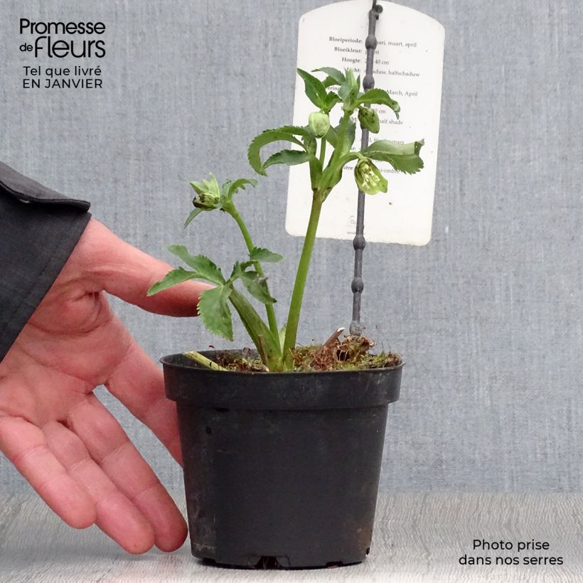 Spécimen de Hellébore multifidus bocconei Pot de 1L/1,5L tel que livré en hiver