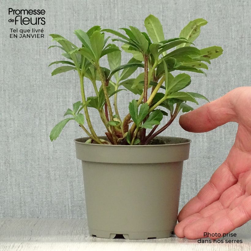 Spécimen de Hellébore niger Double Fashion Pot de 1L/1,5L tel que livré en hiver