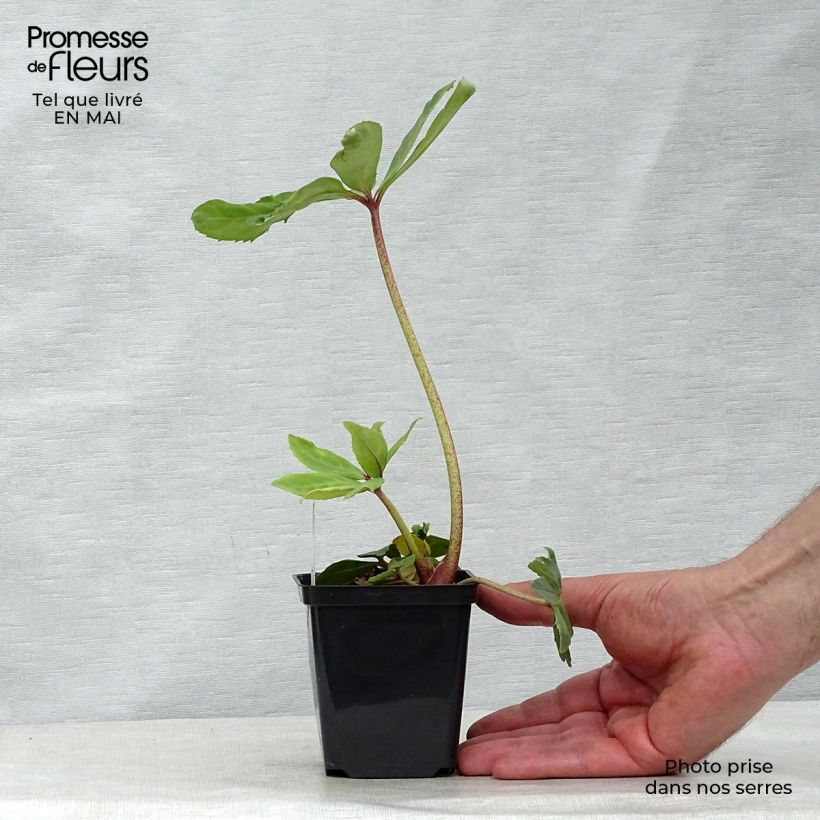 Spécimen de Hellébore niger - Rose de Noël Godet de 8/9 cm tel que livré au printemps