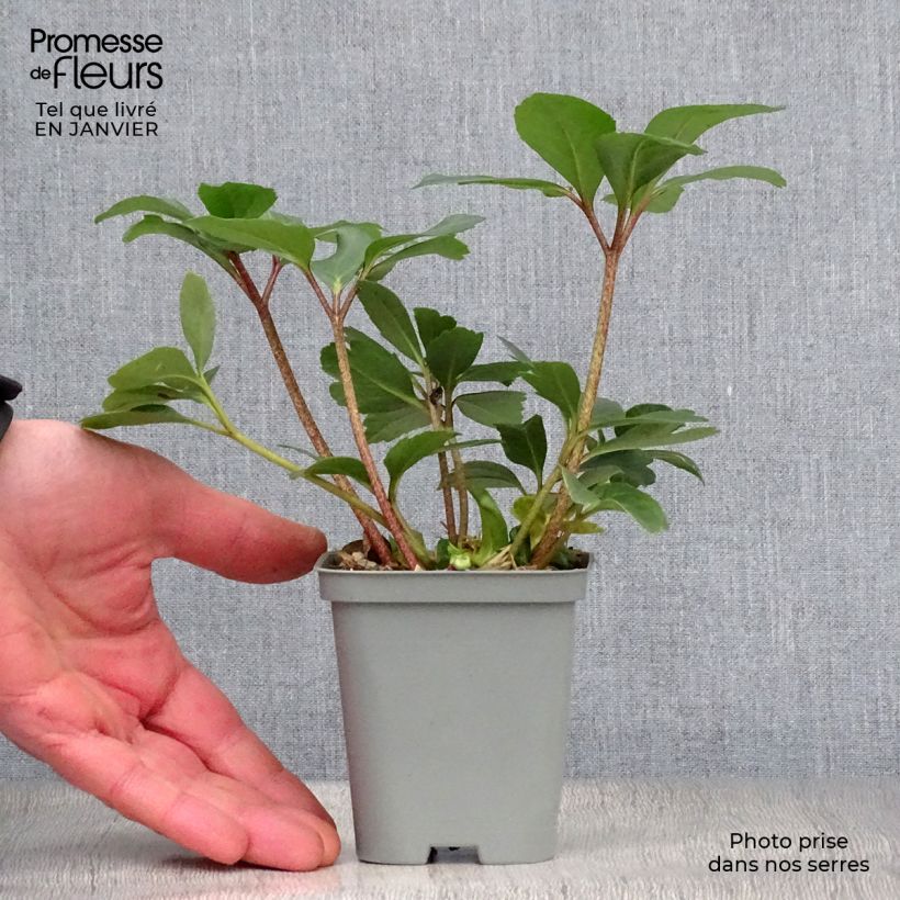 Spécimen de Hellébore niger - Rose de Noël Godet de 8/9 cm tel que livré en hiver