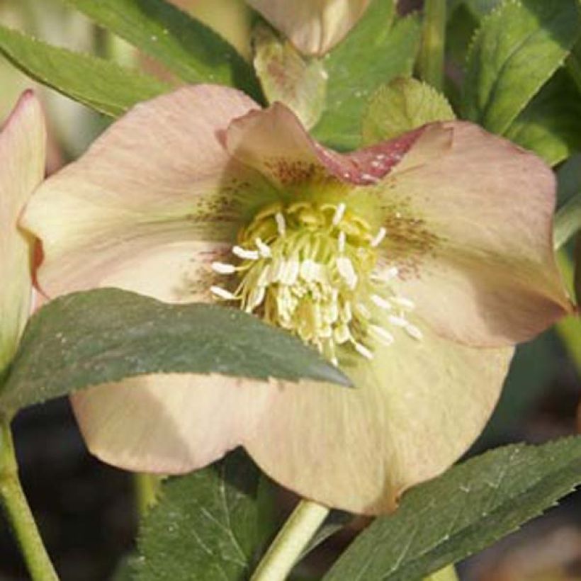 Hellébore nigercors Candy Love (Floraison)