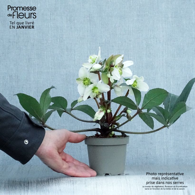 Spécimen de Hellébore nigercors Candy Love Pot de 12 cm / 13 cm tel que livré en hiver