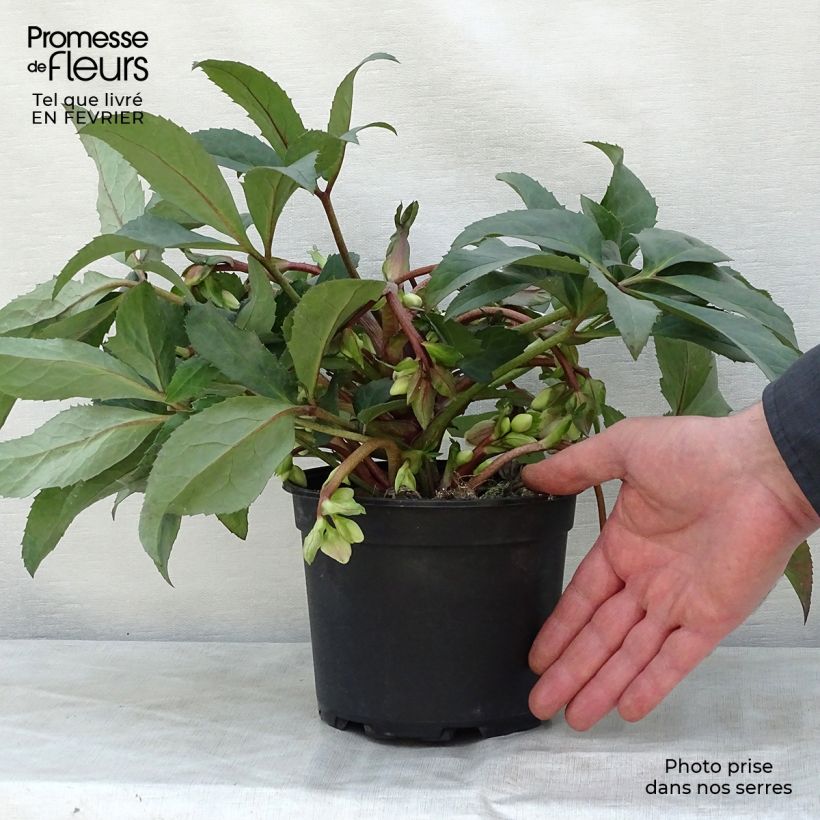 Spécimen de Hellébore nigercors Candy Love Pot de 2L/3L tel que livré en hiver
