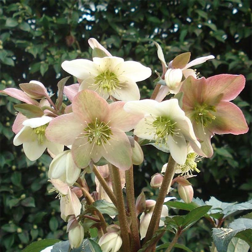Hellébore nigercors Emma (Floraison)
