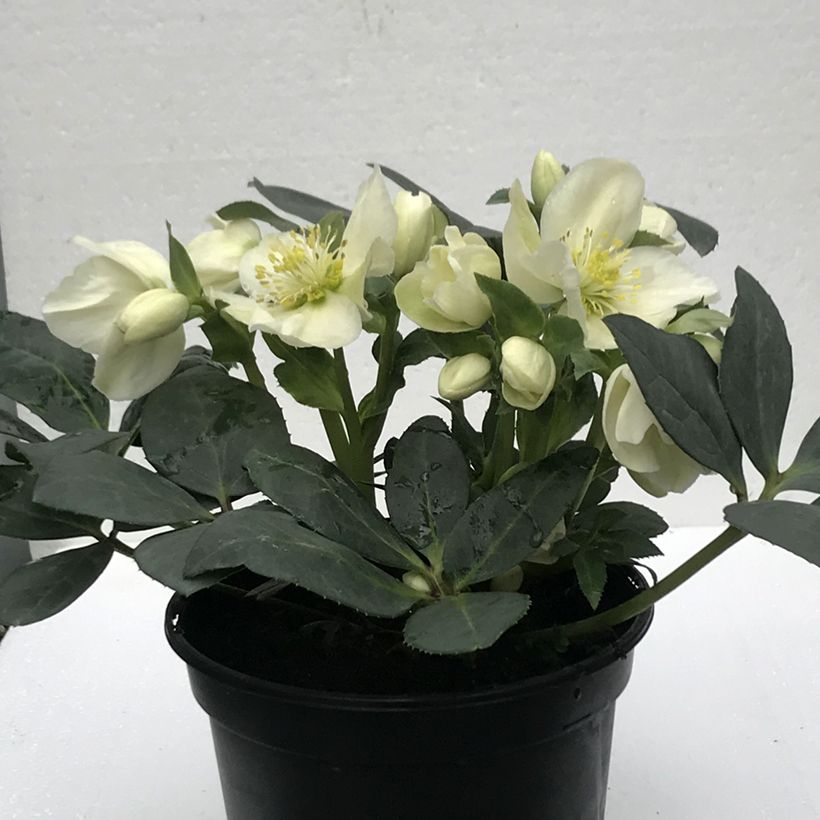 Hellébore nigercors Sid Ice (Floraison)