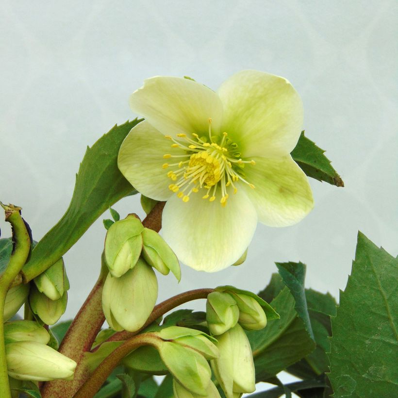 Hellebore nigercors Snow Love (Floraison)