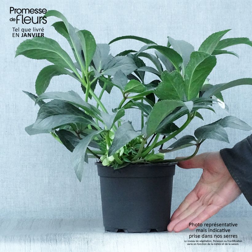 Spécimen de Hellebore nigercors Snow Love Pot de 2L/3L tel que livré en hiver