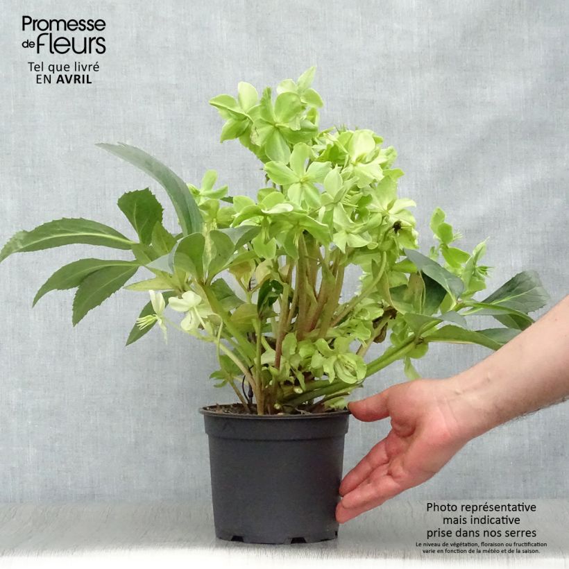 Spécimen de Hellebore nigercors Snow Love Pot de 2L/3L tel que livré au printemps