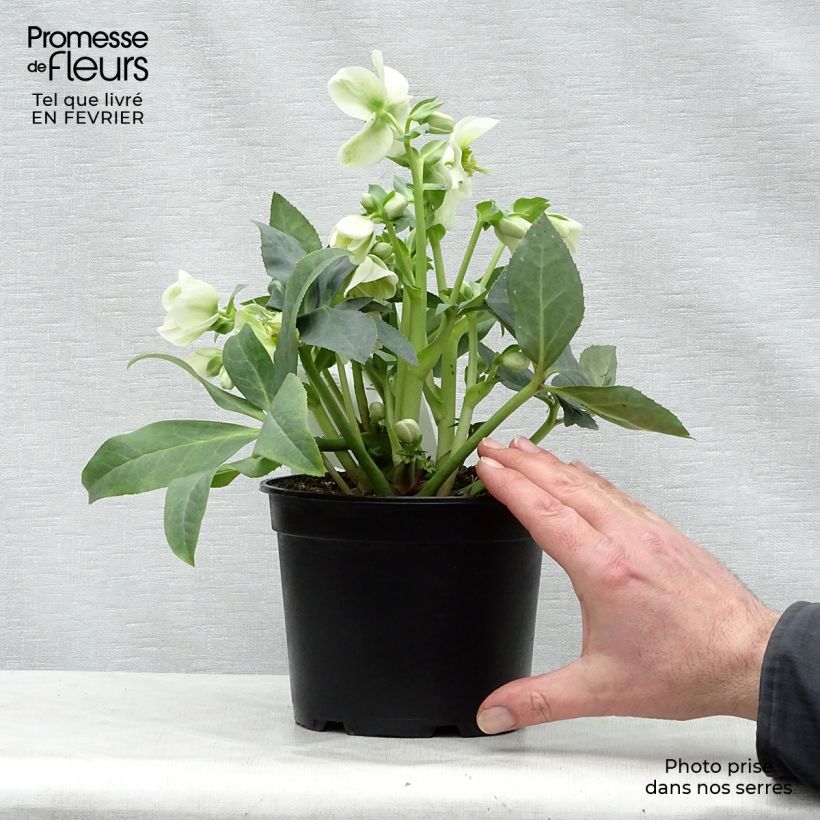 Spécimen de Hellébore nigercors blanc Pot de 2L/3L tel que livré en hiver