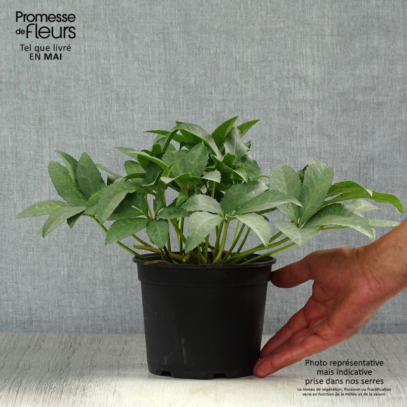 Spécimen de Hellébore nigercors blanc Pot de 2L/3L tel que livré au printemps