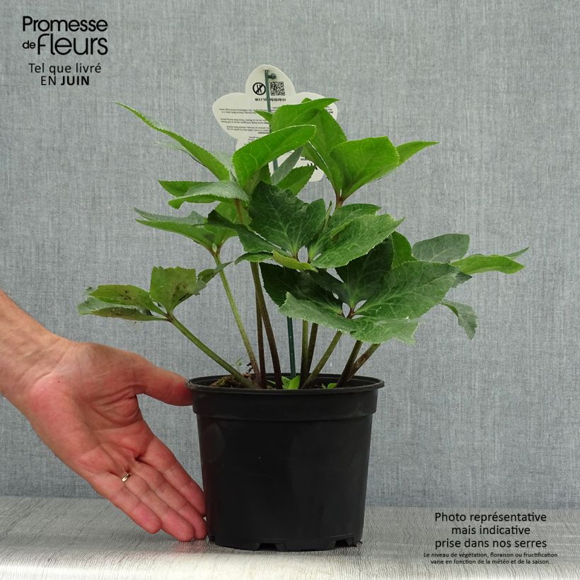 Spécimen de Hellébore oriental ViV Bianca Pot de 2L/3L tel que livré en été