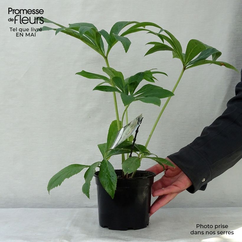 Spécimen de Hellébore orientale Abricot guttatus Pot de 2L/3L tel que livré au printemps