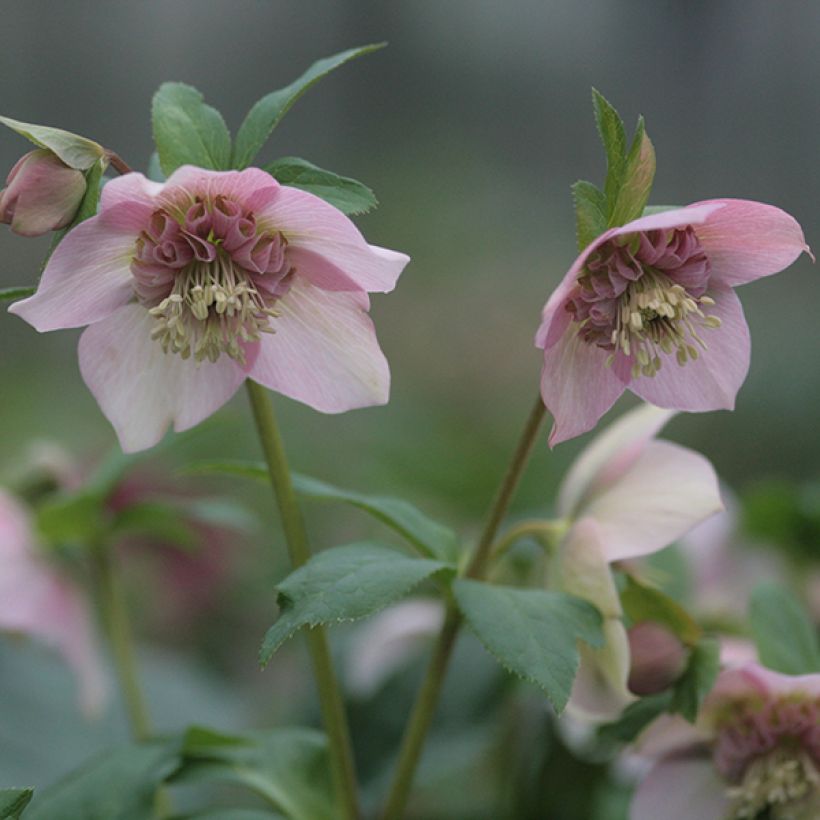 Hellébore orientale Anémone Rose (Floraison)