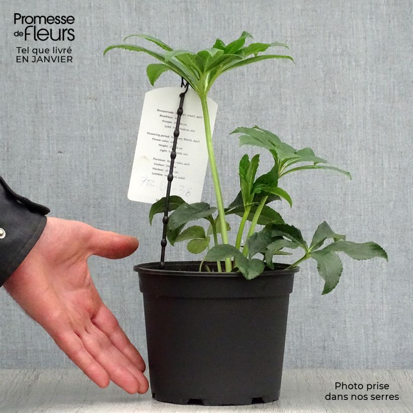 Spécimen de Hellébore orientale Anémone Blanc guttatus Pot de 2L/3L tel que livré en hiver