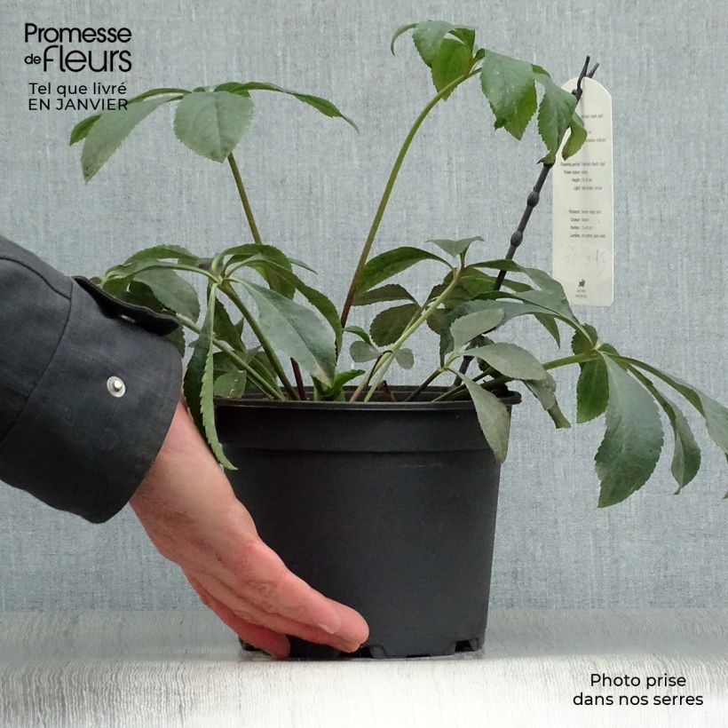 Spécimen de Hellébore orientale Anémone Blanc pur Pot de 2L/3L tel que livré en hiver