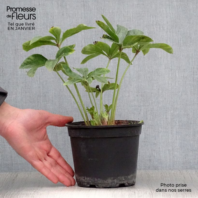 Spécimen de Hellébore orientale Anémone Jaune Pot de 2L/3L tel que livré en hiver