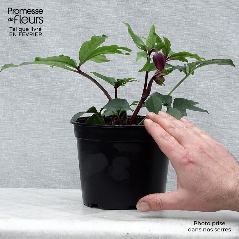 Spécimen de Hellébore orientale Anémone Noire Pot de 2L/3L tel que livré en hiver