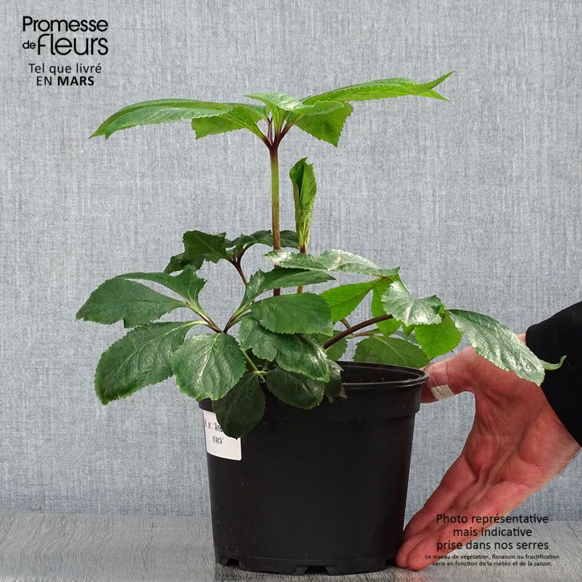 Amostra de Helleborus orientalis Anemone Preta Vaso de 2 L/3 L tal como entregue na primavera