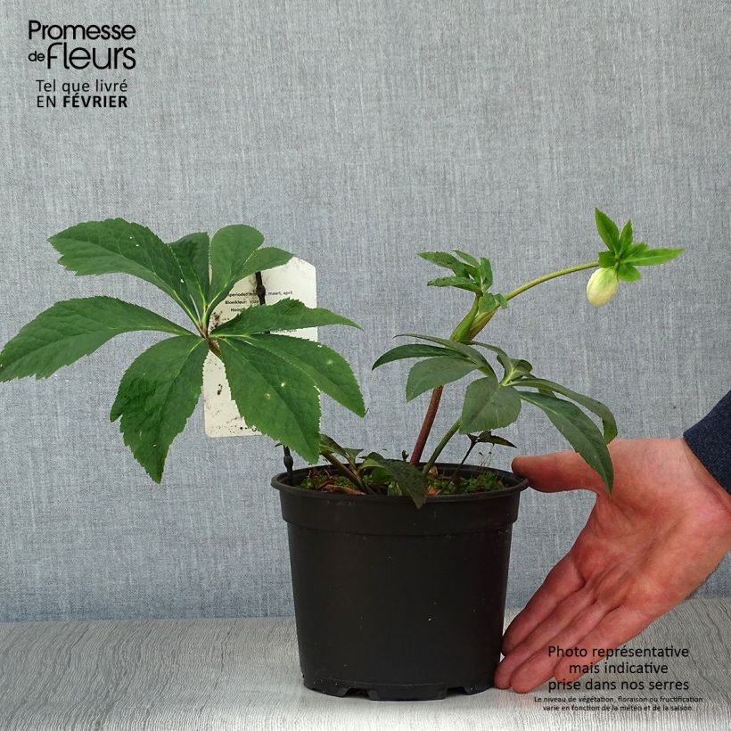 Spécimen de Hellébore orientale Anémone Rose Pot de 2L/3L tel que livré en hiver