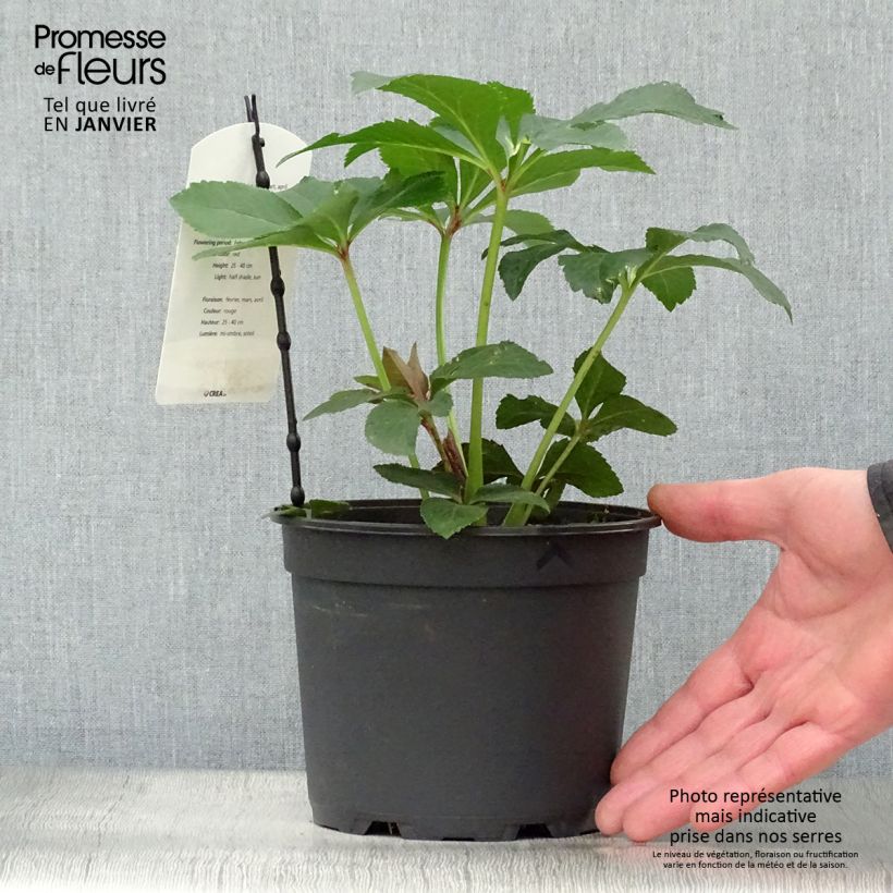 Spécimen de Hellébore orientale Anémone Rouge Pot de 2L/3L tel que livré en hiver