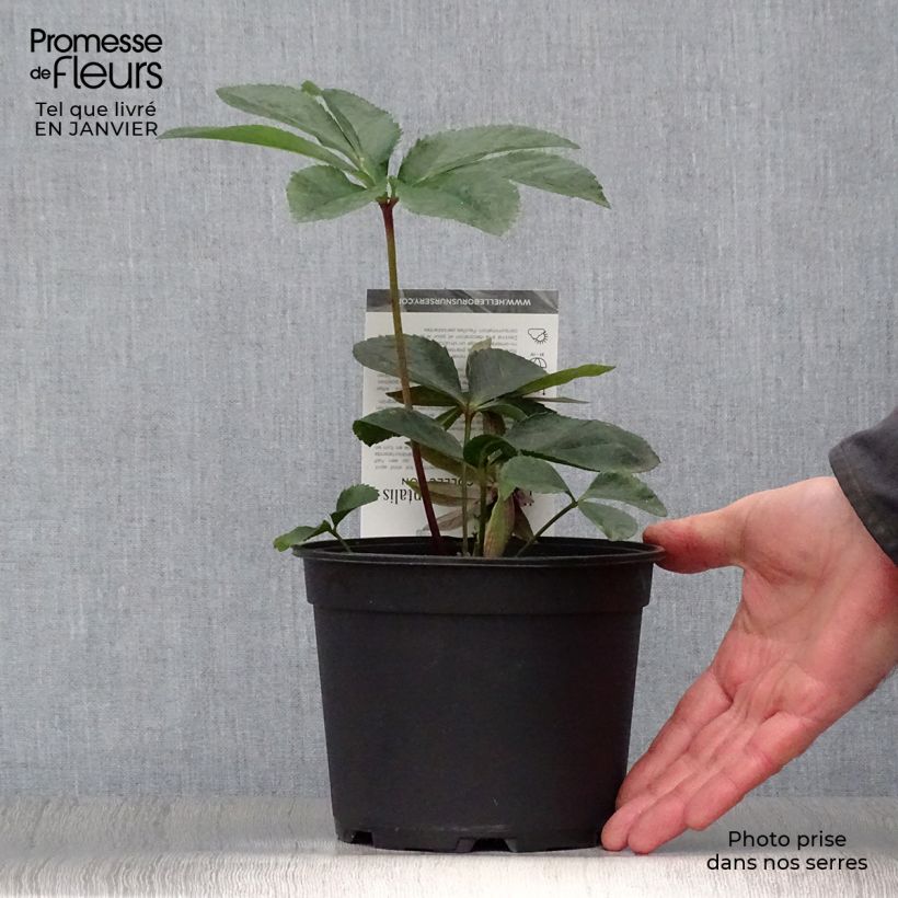 Spécimen de Hellébore orientale Aubergine liseré Pot de 2L/3L tel que livré en hiver