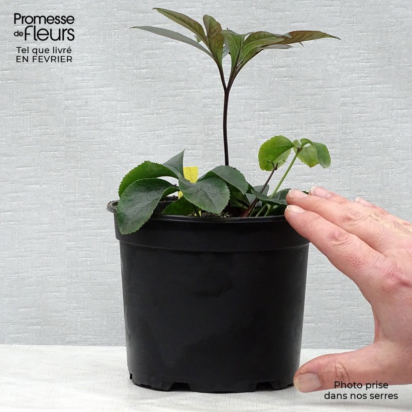 Spécimen de Hellébore orientale Black Chocolate Pot de 2L/3L tel que livré en hiver
