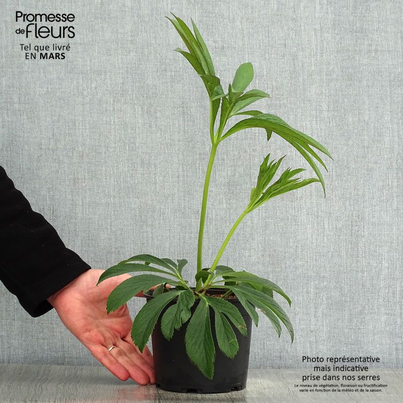 Spécimen de Hellébore orientale Black Chocolate Pot de 2L/3L tel que livré au printemps