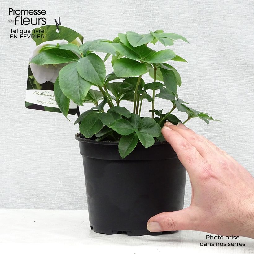 Spécimen de Hellébore orientale Blanc Pot de 2L/3L tel que livré en hiver