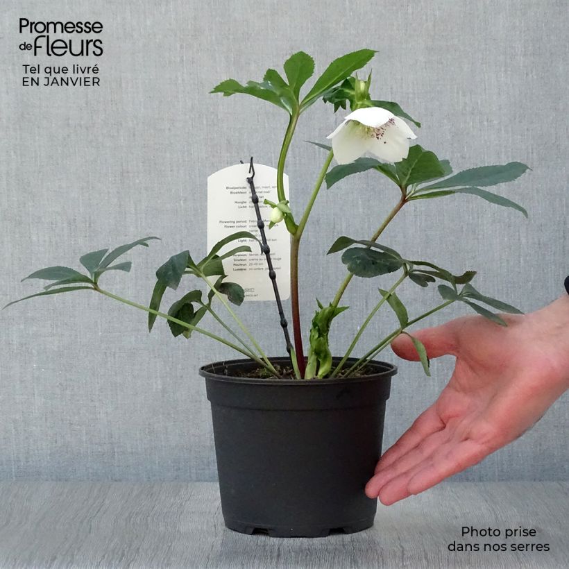 Spécimen de Hellébore orientale Blanc à centre rouge Pot de 2L/3L tel que livré en hiver