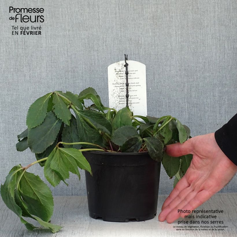 Spécimen de Hellébore orientale Blanc guttatus Pot de 2L/3L tel que livré en hiver