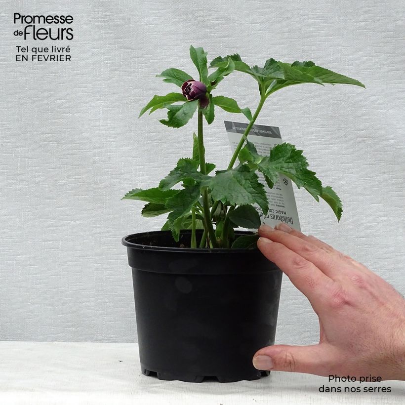 Spécimen de Hellébore orientale Double Aubergine liseré Blanc Pot de 2L/3L tel que livré en hiver