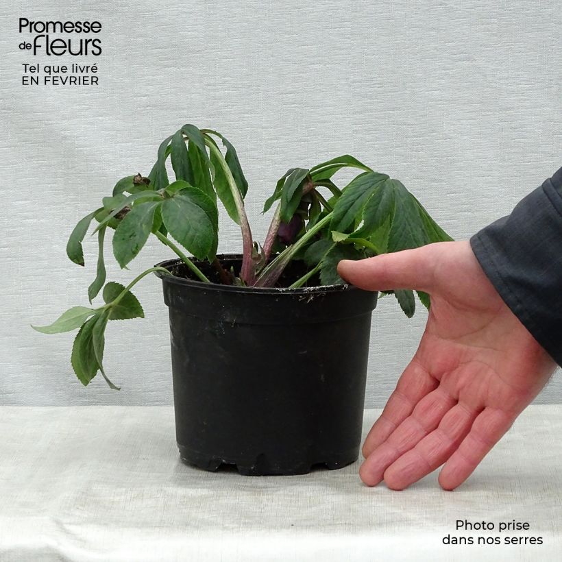 Spécimen de Hellébore orientale Double Blanc guttatus Pot de 2L/3L tel que livré en hiver