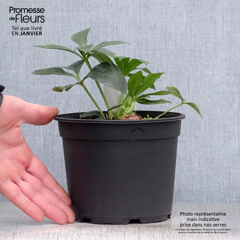 Spécimen de Hellébore orientale Double Blanc liseré rouge Pot de 2L/3L tel que livré en hiver