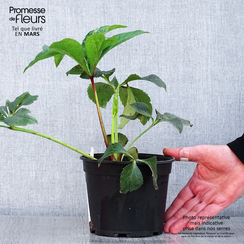 Spécimen de Hellébore orientale Double Blanc liseré rouge Pot de 2L/3L tel que livré au printemps