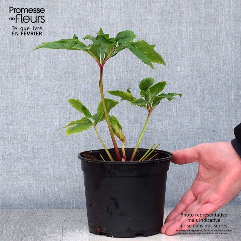 Spécimen de Hellébore orientale Double jaune guttatus  Pot de 2L/3L tel que livré en hiver