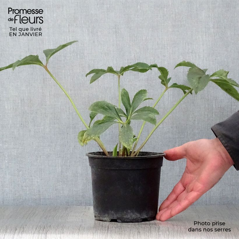 Spécimen de Hellébore orientale Jaune Pot de 2L/3L tel que livré en hiver