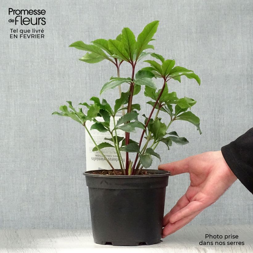 Spécimen de Hellébore orientale Magic Double Rouge Pot de 2L/3L tel que livré en hiver