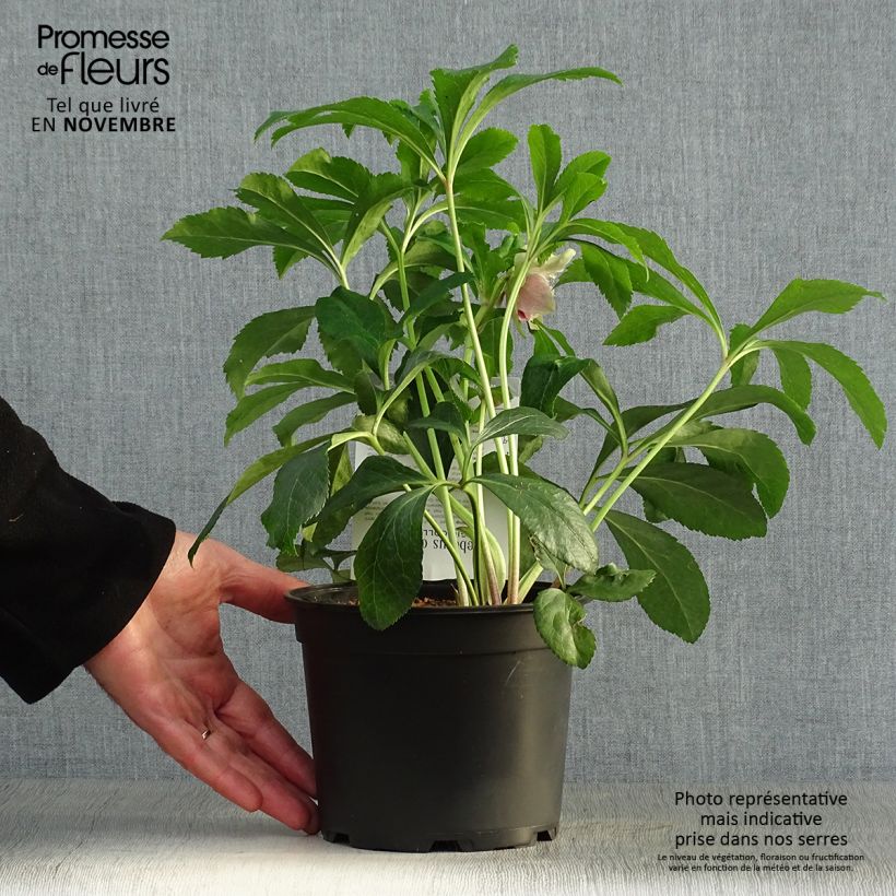 Spécimen de Hellébore orientale Magic Double Rouge Pot de 2L/3L tel que livré en automne