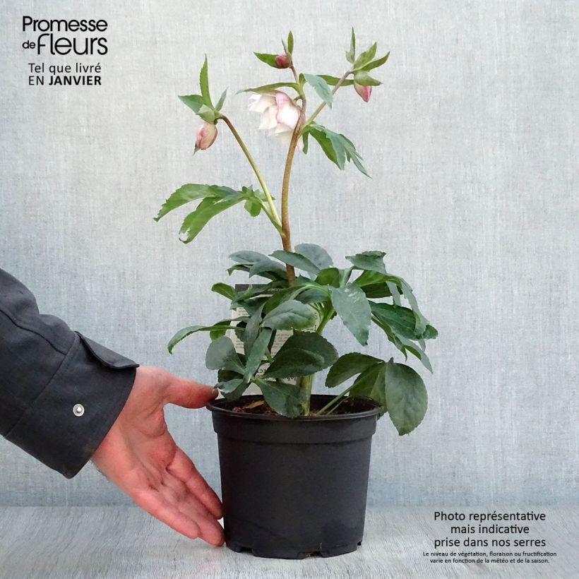 Spécimen de Hellebore orientale Magic Double rose Pot de 2L/3L tel que livré en hiver